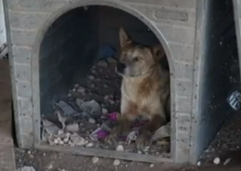 SAHARA- a sad case of neglect and suffering