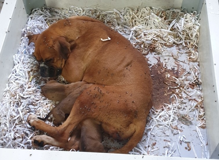 URGENT: Ban puppy farming in New South Wales